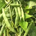 Beans, flat, Heirloom 'Old Homestead', Organic, UAE