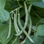 Beans, Green, Heirloom 'Cantare', Organic, UAE