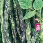 Beans, Heirloom 'Rattlesnake', Organic, UAE