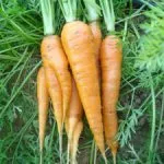 Carrots, Heirloom 'Nantes', Organic, UAE