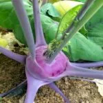 Kohlrabi, Heirloom 'Blue Azur', Organic, UAE