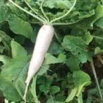 White Radish, Heirloom 'Minowase Daikon', Organic, UAE