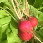 Radishes, Red, Heirloom 'Sicilian Red', Organic, UAE