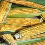 Sweetcorn (UAE produce), Heirloom 'Golden Bantam', Organic