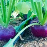Turnip, Heirloom 'Purple King', Organic, UAE