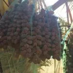 Fresh Barhy Dates (UAE) - 250gm