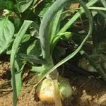 Onion, fresh, brown, Organic, UAE