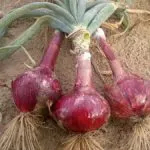 Onion, fresh, red, Organic