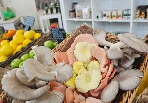 Mix Oyster Mushrooms